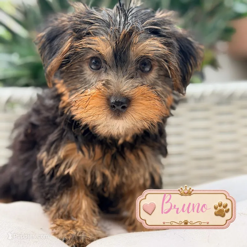 Bruno – Yorkshire Terrier puppy for sale in Addison, IL