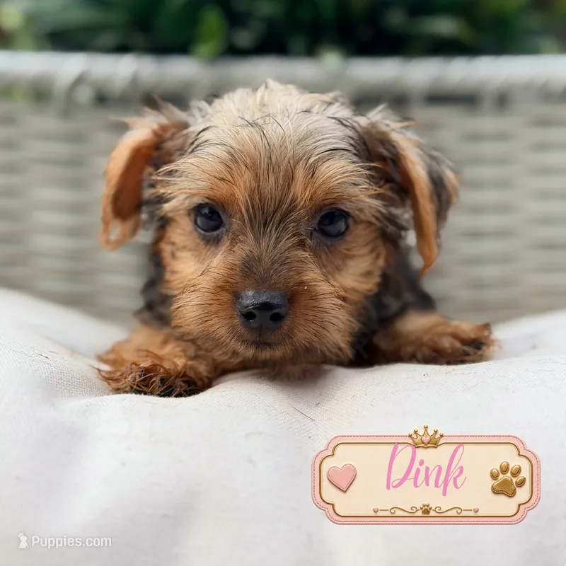 Dink – Yorkshire Terrier puppy for sale in Addison, IL