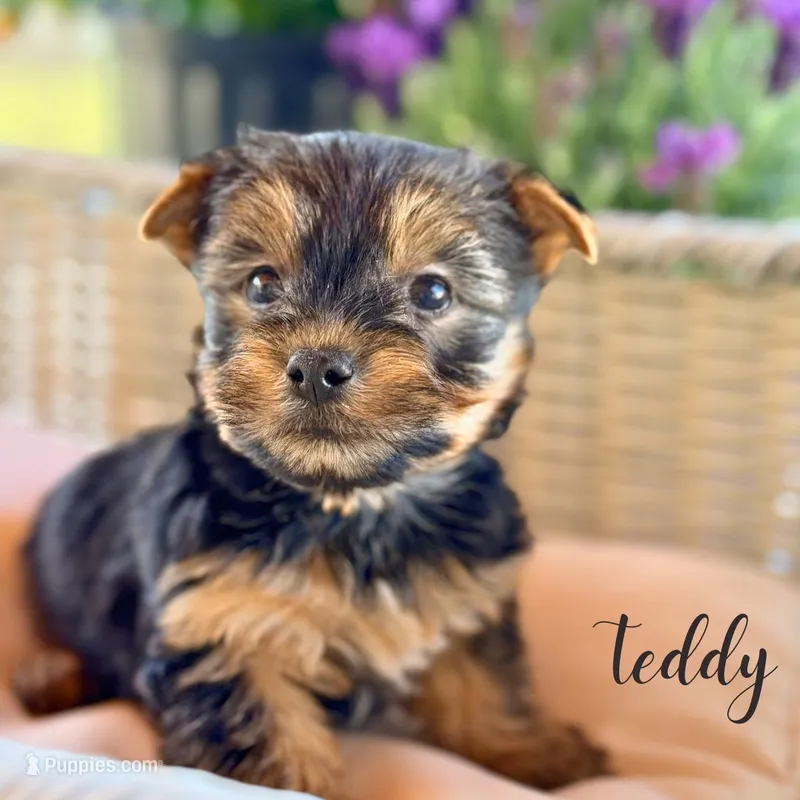 Teddy – Yorkshire Terrier puppy for sale in Addison, IL