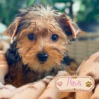 Paris, a female Yorkshire Terrier for sale in Addison, IL – 1 of 1