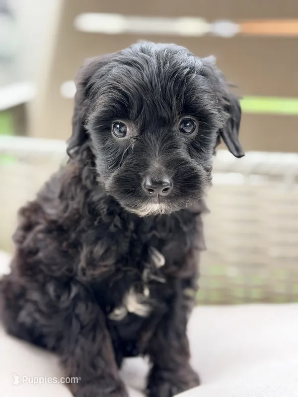 Eden – Miniature Goldendoodle puppy for sale in Addison, IL