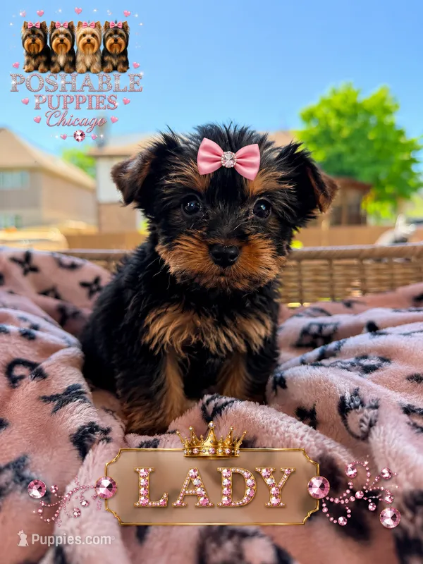 Lady – Yorkshire Terrier puppy for sale in Addison, IL