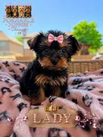 Lady, a female Yorkshire Terrier for sale in Addison, IL – 1 of 1