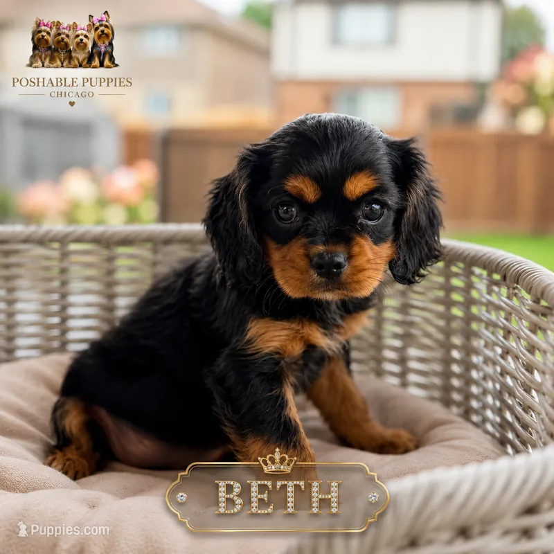Beth – Cavalier King Charles Spaniel puppy for sale in Addison, IL