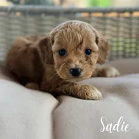 Sadie, a female Cavapoo for sale in Addison, IL – 1 of 1