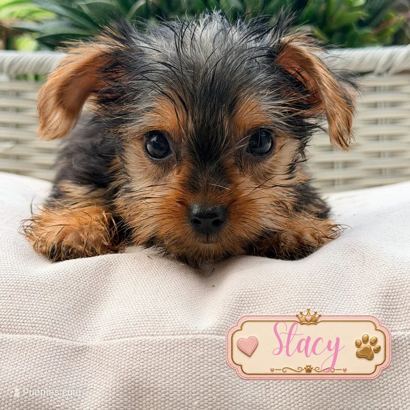 Stacy – Yorkshire Terrier puppy for sale in Addison, IL