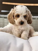 Sam, a female Cavapoo for sale in Addison, IL – 4 of 4