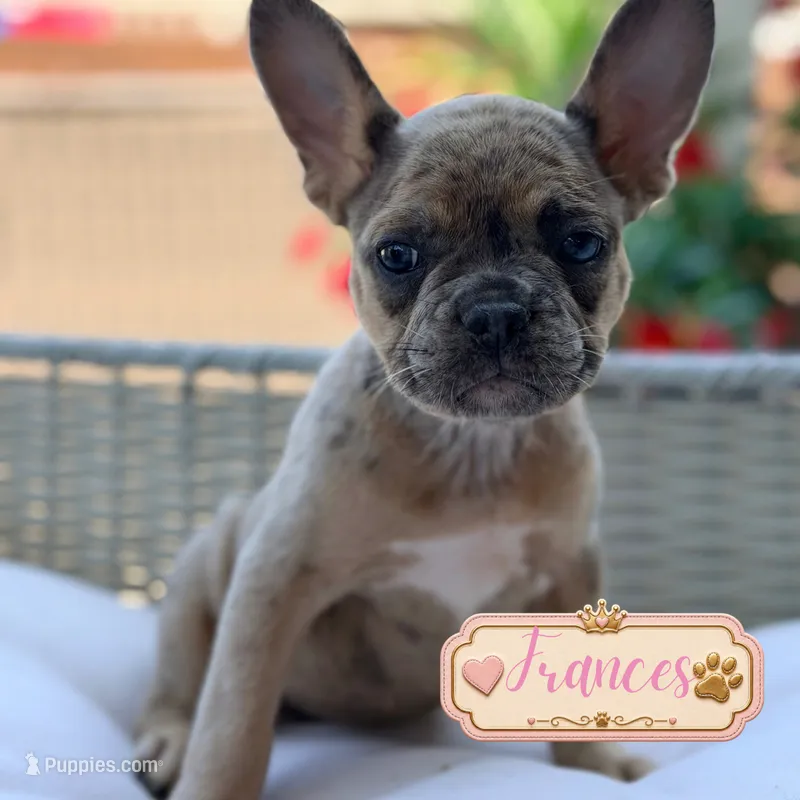 Frances – French Bulldog puppy for sale in Addison, IL