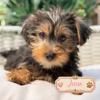 Juno, a male Yorkshire Terrier for sale in Addison, IL – 1 of 1