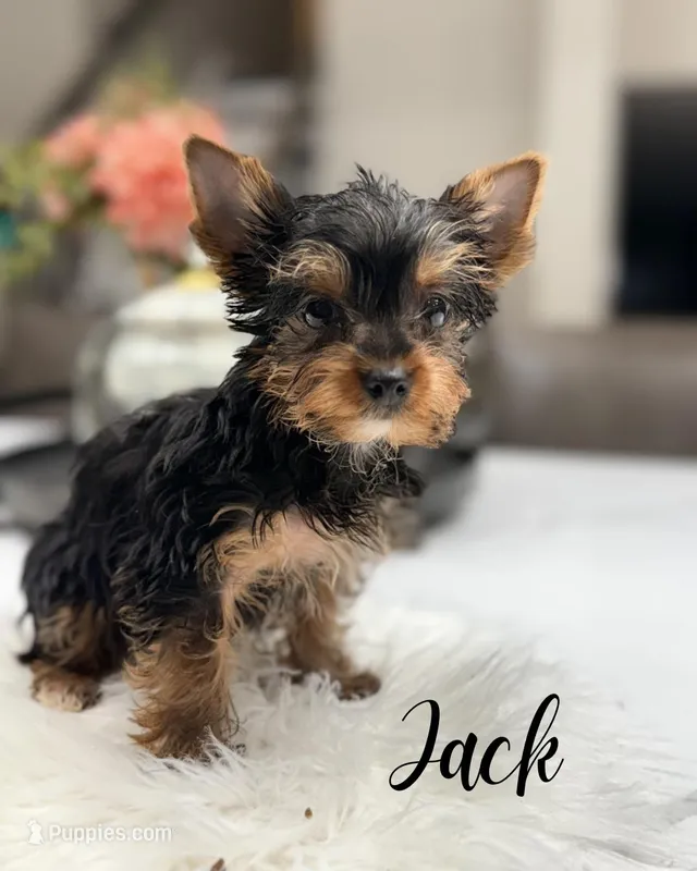 Jack