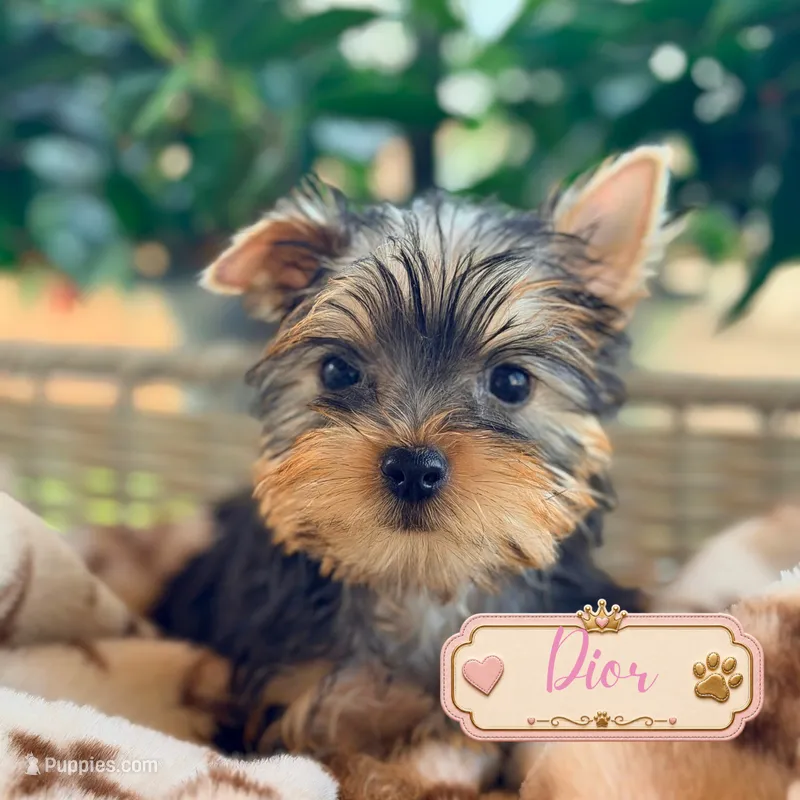 Dior – Yorkshire Terrier puppy for sale in Addison, IL