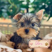 Dior, a female Yorkshire Terrier for sale in Addison, IL – 1 of 1