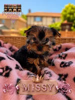 Missy, a male Yorkshire Terrier for sale in Addison, IL – 1 of 1