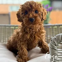Enzo, a male Poodle - Miniature  for sale in Addison, IL – 1 of 1