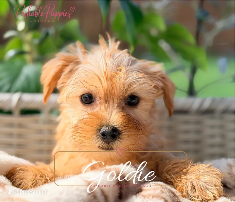 Goldie  – Yorkshire Terrier puppy for sale in Addison, IL