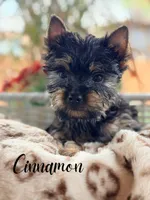 Cinnamon, a female Yorkshire Terrier for sale in Addison, IL – 1 of 1