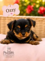 Ozzy, a male Miniature Dachshund for sale in Addison, IL – 1 of 1