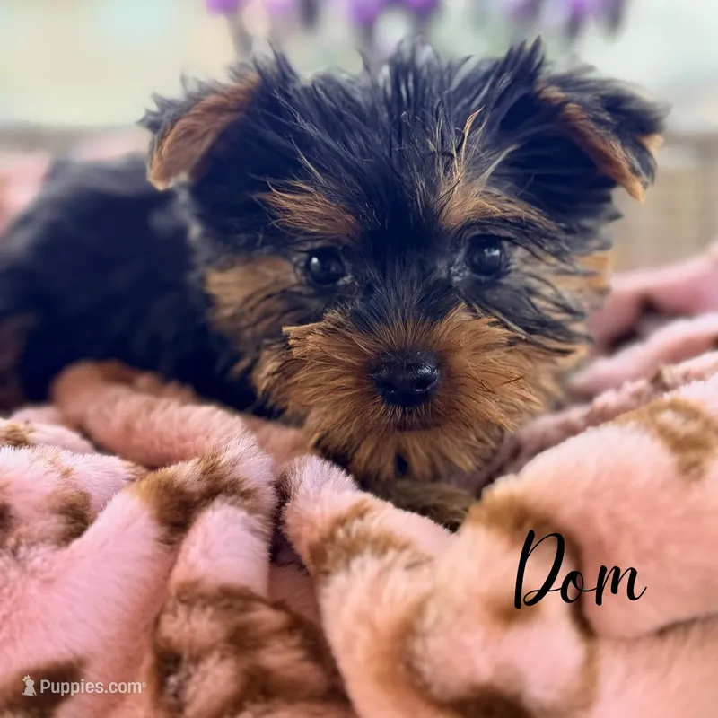 Dom – Yorkshire Terrier puppy for sale in Addison, IL