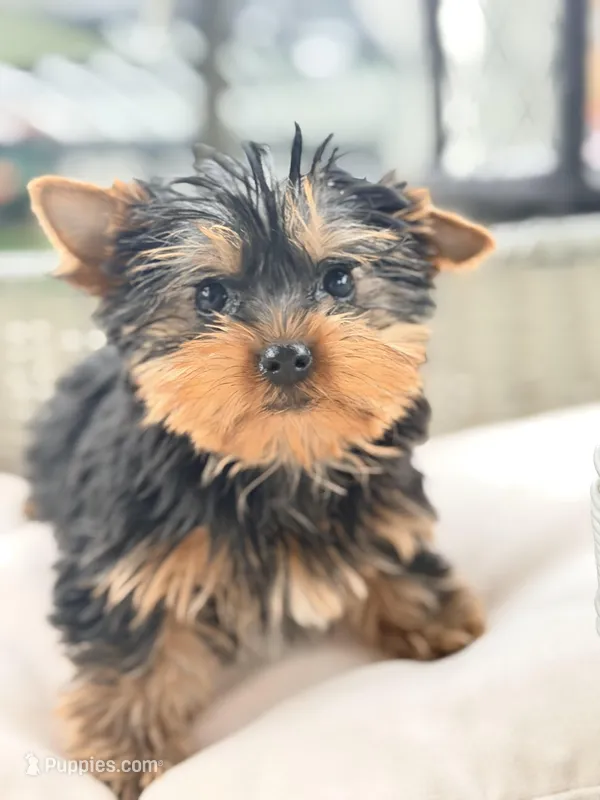 Dom – Yorkshire Terrier puppy for sale in Addison, IL