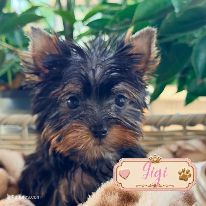 Gigi  – Yorkshire Terrier puppy for sale in Addison, IL