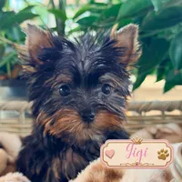 Gigi , a female Yorkshire Terrier for sale in Addison, IL – 1 of 1