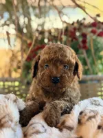 Ora, a female Poodle - Miniature  for sale in Addison, IL – 1 of 1