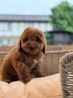Ray, a male Poodle - Miniature  for sale in Addison, IL – 2 of 2