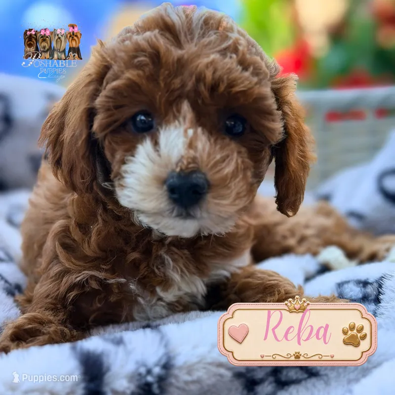 Reba – Miniature Goldendoodle puppy for sale in Addison, IL