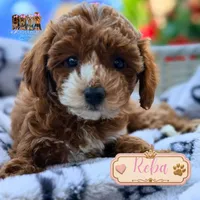 Reba, a female Miniature Goldendoodle for sale in Addison, IL – 1 of 1