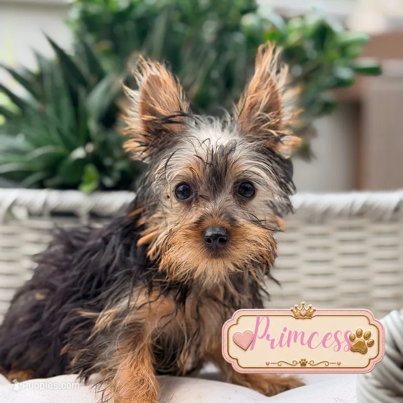 Princess, a female Yorkshire Terrier for sale in Addison, IL – 1 of 1