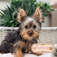Princess, a female Yorkshire Terrier for sale in Addison, IL – 1 of 1