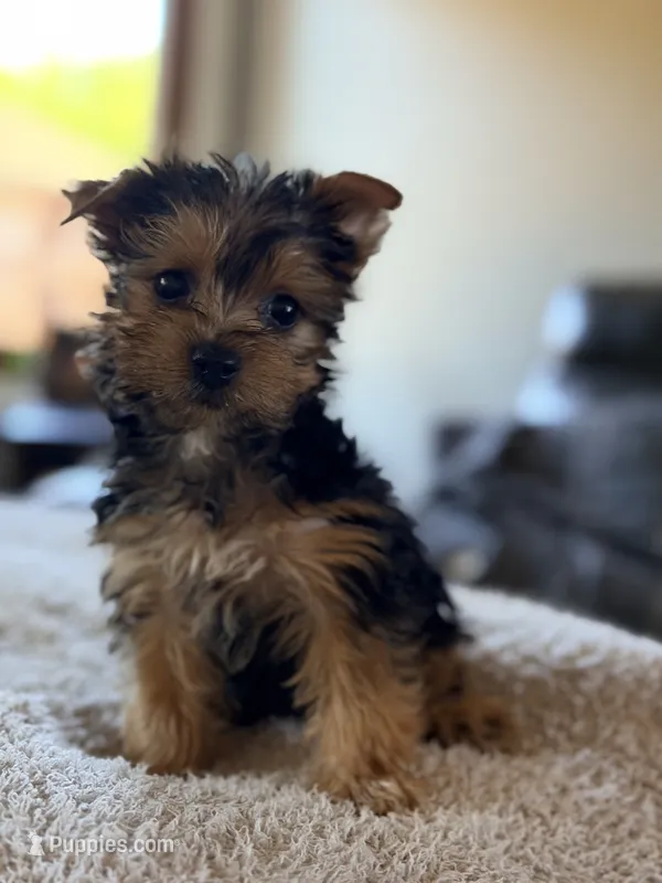Vito – Yorkshire Terrier puppy for sale in Addison, IL