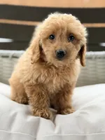 Elsa, a female Miniature Goldendoodle for sale in Addison, IL – 1 of 3