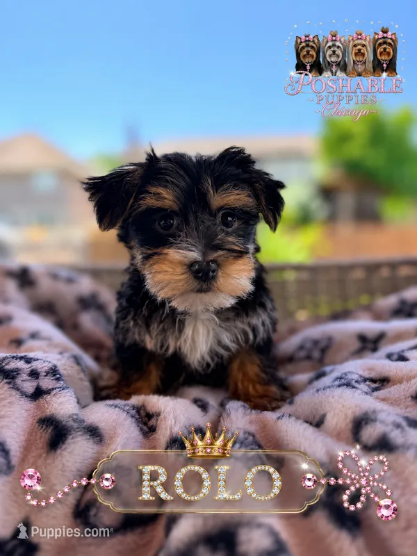 Rolo – Morkie puppy for sale in Addison, IL