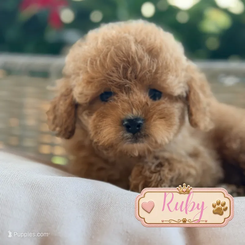 Ruby – Cavapoo puppy for sale in Addison, IL