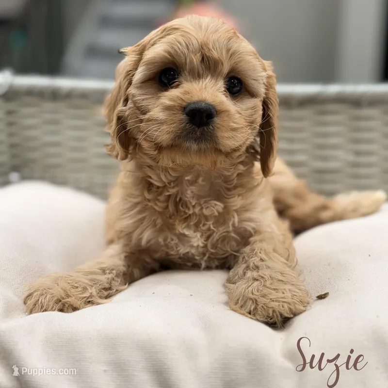 Suzie – Cavapoo puppy for sale in Addison, IL