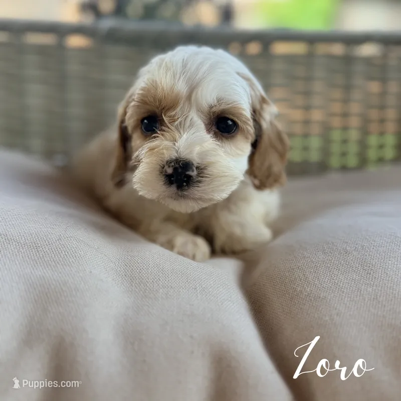 Zoro – Cavapoo puppy for sale in Addison, IL