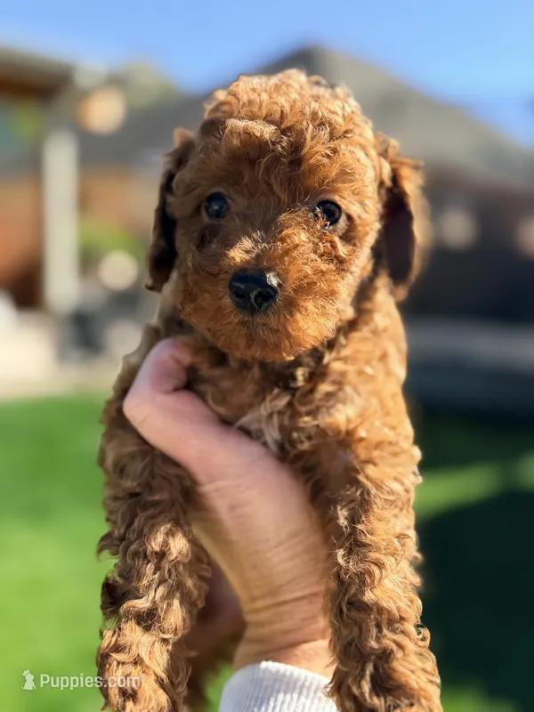Oura – Poodle - Miniature  puppy for sale in Addison, IL