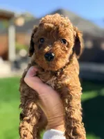 Oura, a female Poodle - Miniature  for sale in Addison, IL – 1 of 2