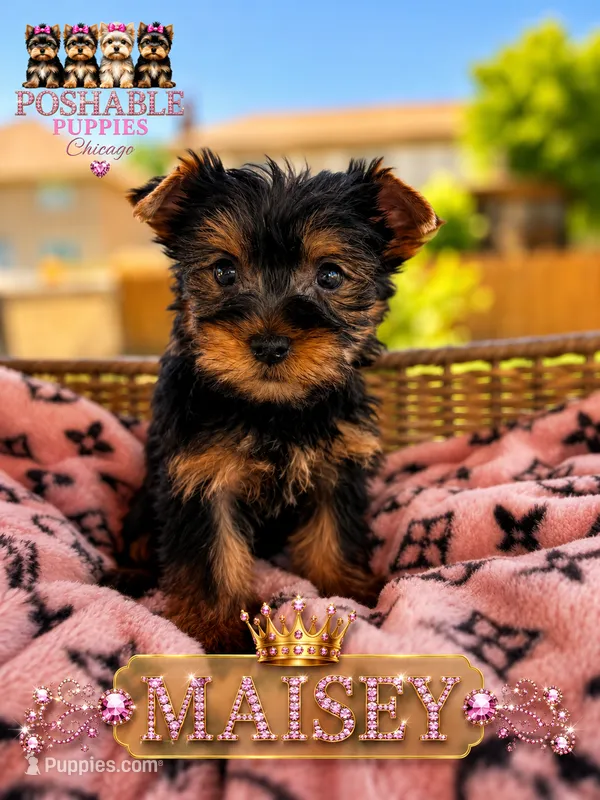 Maisey – Yorkshire Terrier puppy for sale in Addison, IL
