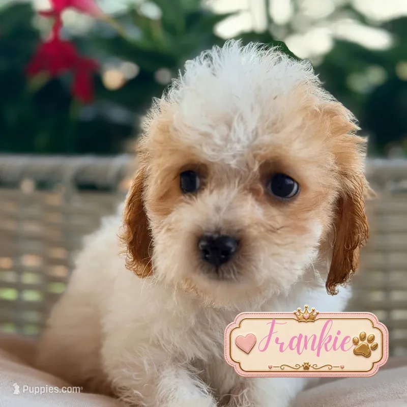 Frankie  – Cavapoo puppy for sale in Addison, IL