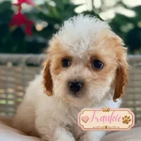 Frankie , a male Cavapoo for sale in Addison, IL – 1 of 1