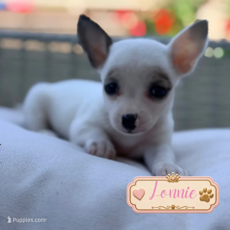 Lonnie – Chihuahua puppy for sale in Addison, IL