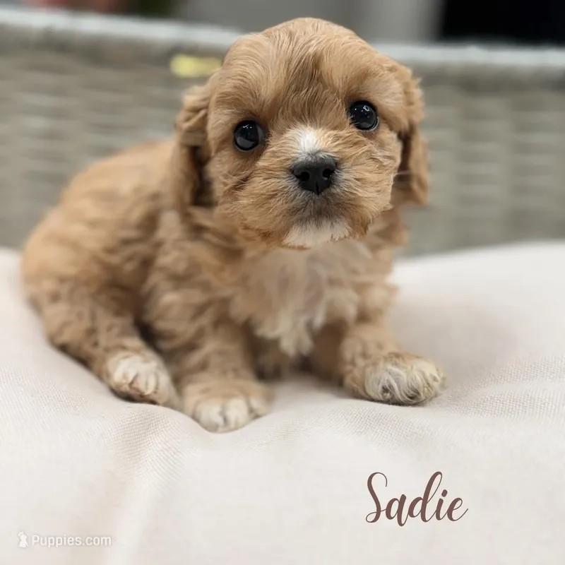 Sadie – Cavapoo puppy for sale in Addison, IL