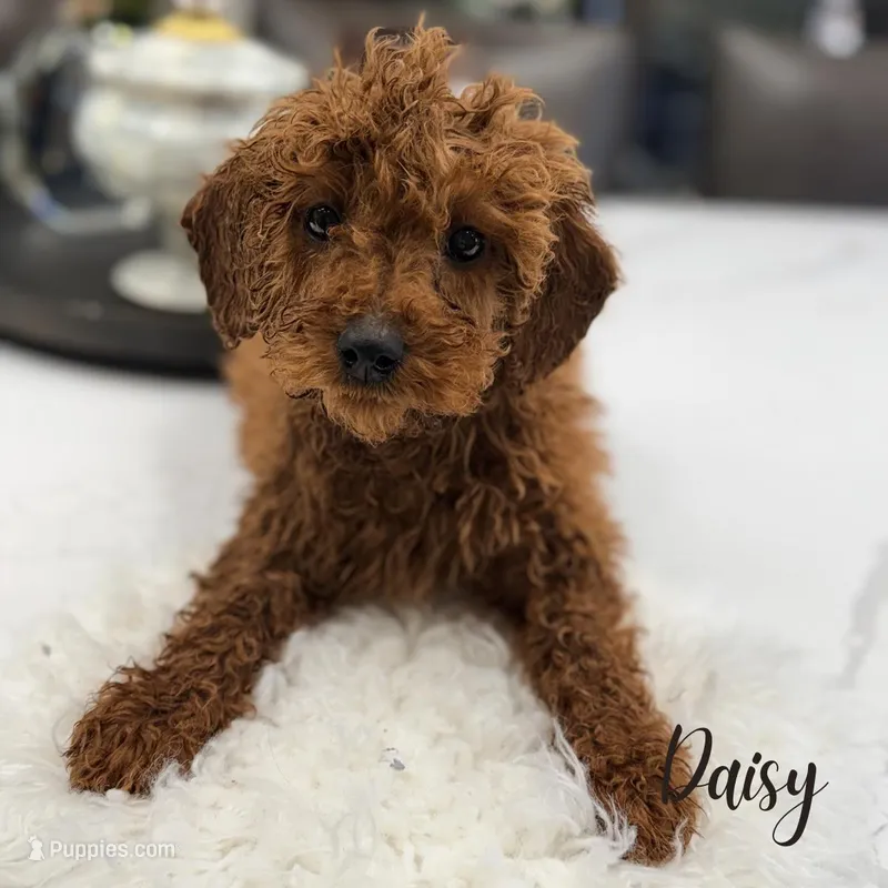 Daisy – Poodle - Miniature  puppy for sale in Addison, IL