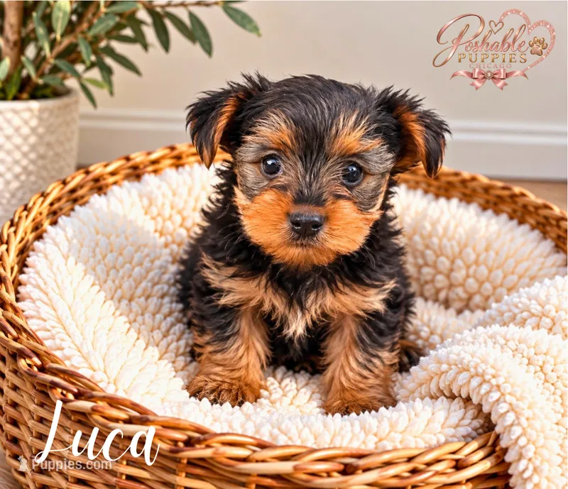 Luca – Yorkshire Terrier puppy for sale in Addison, IL