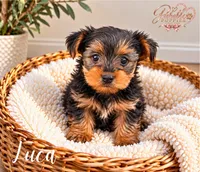 Luca, a male Yorkshire Terrier for sale in Addison, IL – 1 of 1