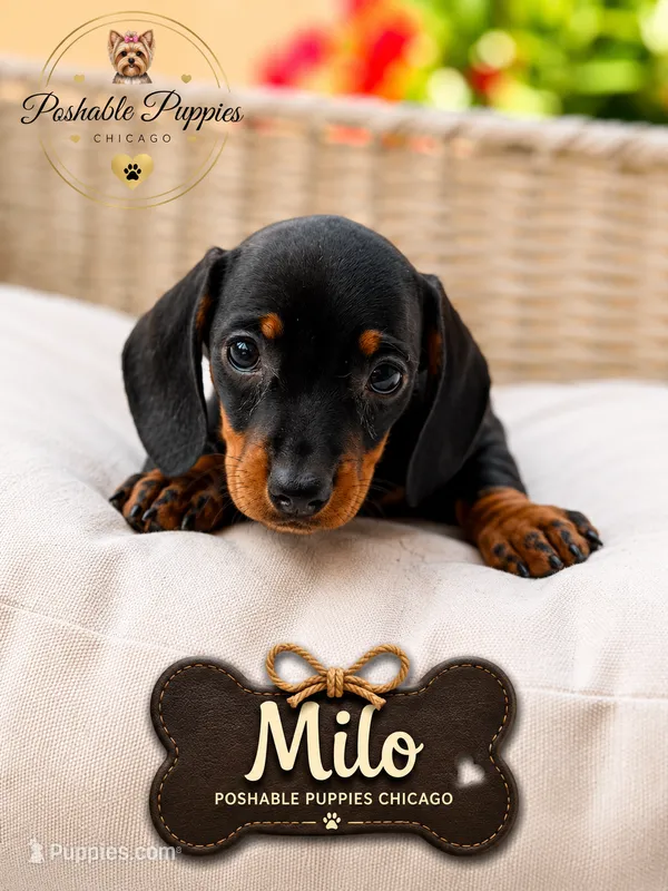 Milo – Miniature Dachshund puppy for sale in Addison, IL