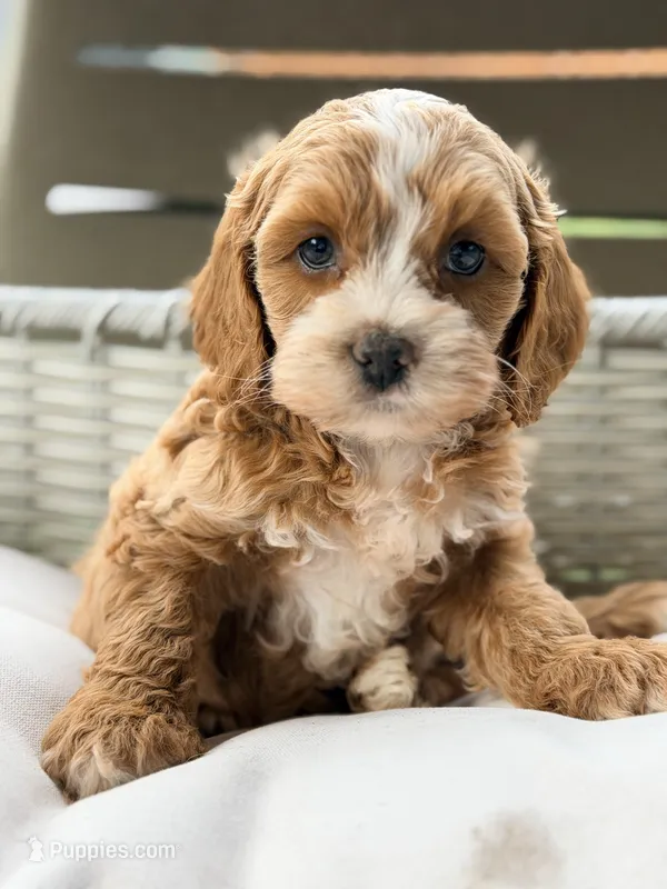Peanut  – Cavapoo puppy for sale in Addison, IL
