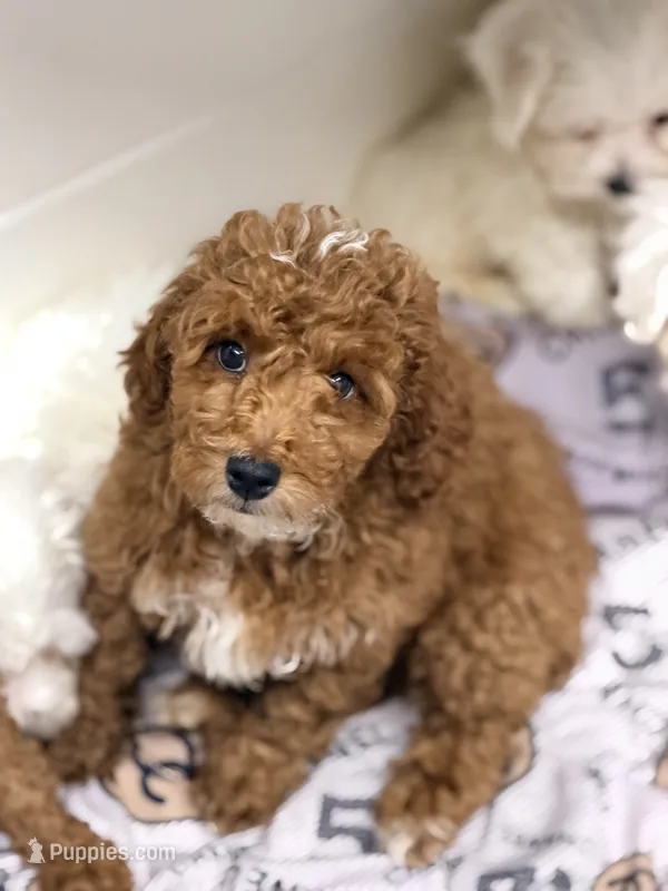 Jimmy – Poodle - Miniature  puppy for sale in Addison, IL